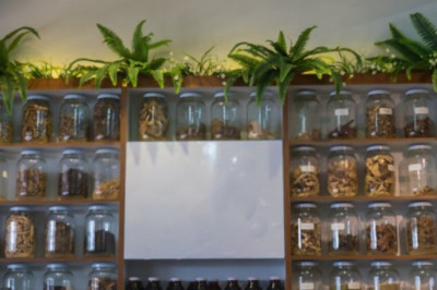 Online Herbal Store - Best Online Herbal Store in Pakistan