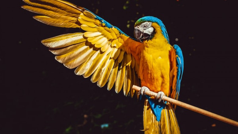 What Parrot Toys Should You Buy?