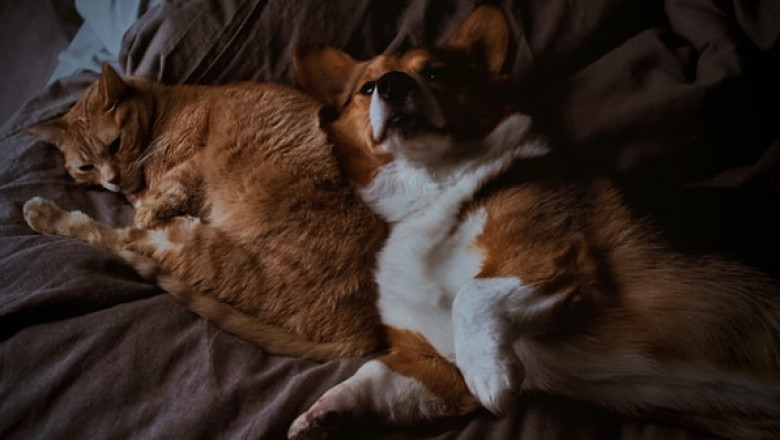 Why Should You Check Out Pet Store Online?
