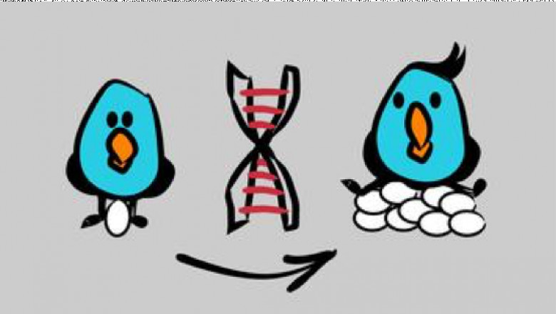 Animal Genetics Market Dynamics, Forecast, Analysis And Supply Demand 2027 | Hendrix Genetics BV (The Netherland), Animal Genetics (US), Alta Genetics (US)