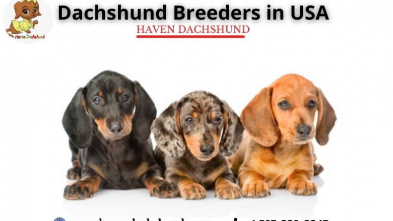 Dachshund Breeders in USA