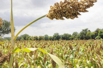 Crop Insurance Market Trends 2021 | Segmentation, Outlook, Industry Report to 2027