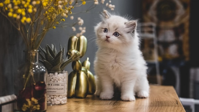 Discover the Advantages of Crystal Cat Litter