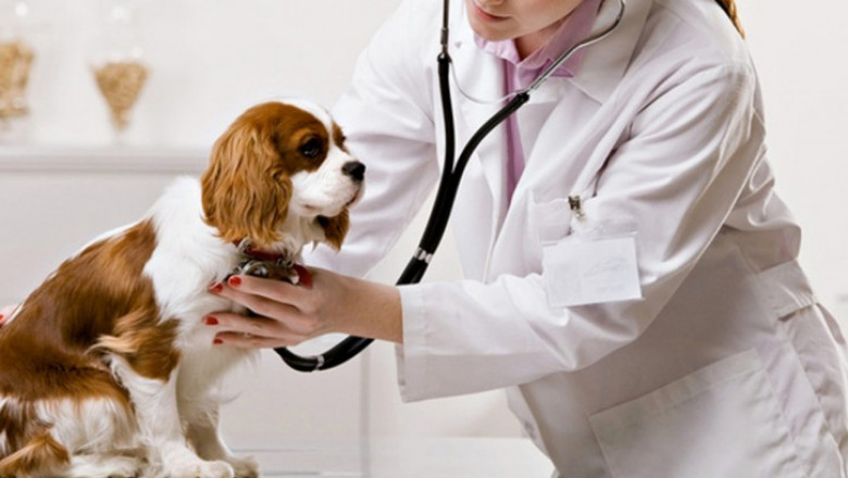 Global Animal Healthcare Market Report 2019-2027 With Covid-19 Impacts, Growth And Changes- Cmi