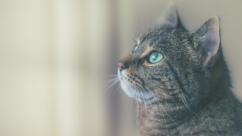 Great Reasons to Purchase a Cat Scratcher