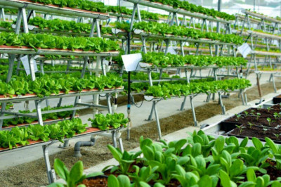 Indoor Farming Market To Grow With Modernizing Agro-Industry During the Forecast Period