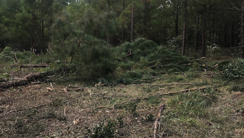 Leaf Clean Up Services in Hammond LA