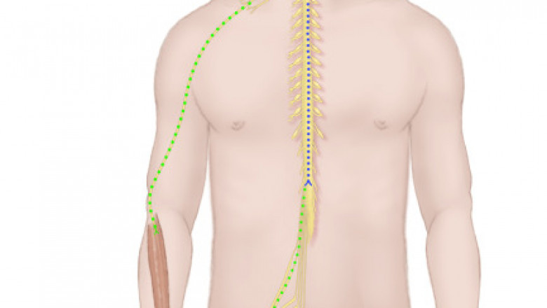 Amyotrophic Lateral Sclerosis Market Projected to Grow Radiantly by 2025; Asserts MRFR Unleashing the Forecast for 2019-2027