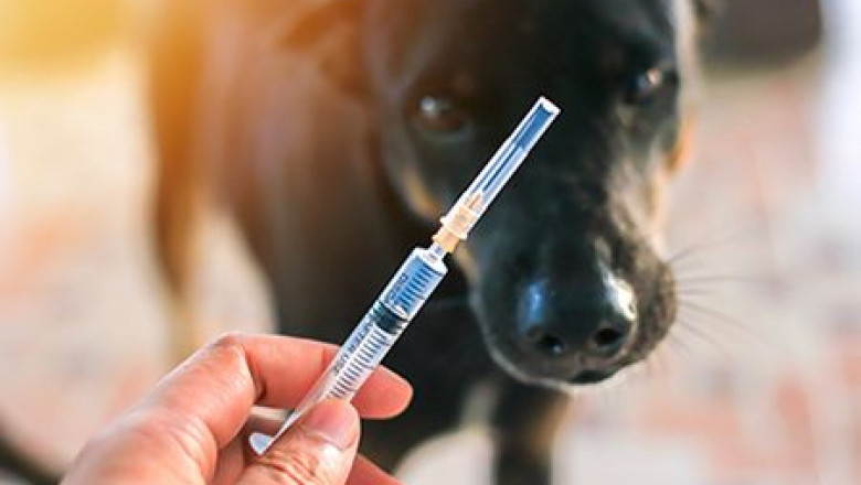 Veterinary Vaccines Market and The Top Trends Impacting its Growth; MRFR Reveals Insights for 2019-2027