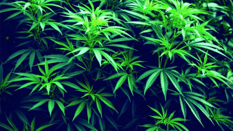 "The CBD Group 360"
