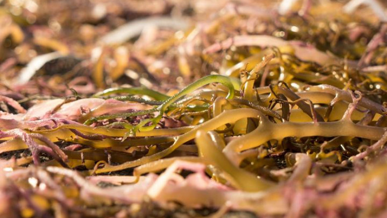 Demand Scenario of Carrageenan Gum Market to Remain Positive Through 2019–2027