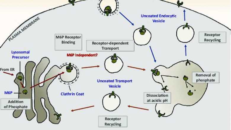 Lysosomal Alpha Glucosidase Market: Future Innovation Strategies, Growth & Profit Analysis, Forecast By 2027