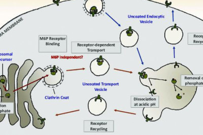 Lysosomal Alpha Glucosidase Market: Future Innovation Strategies, Growth & Profit Analysis, Forecast By 2027