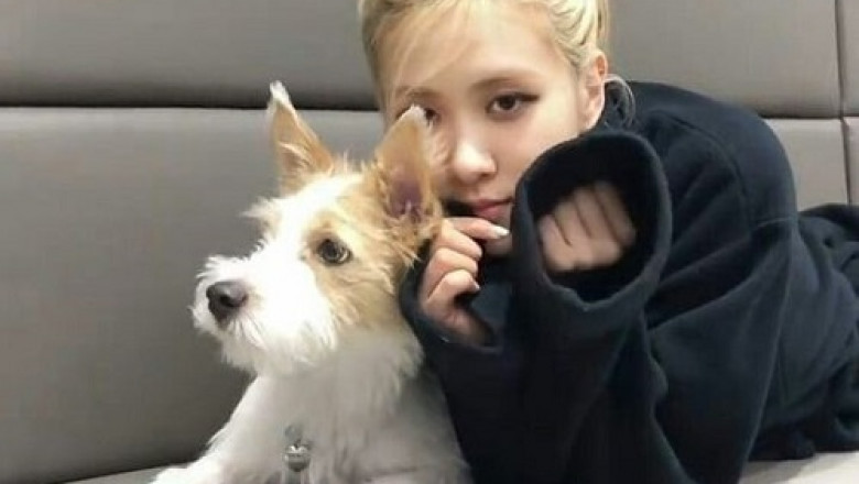 May chay bo Genus 401 San pham may chay bo gia re duoi 10 trieu dong