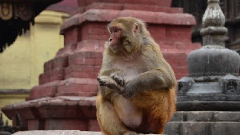 Many peoples of facing problem due to monkey attack in his cities