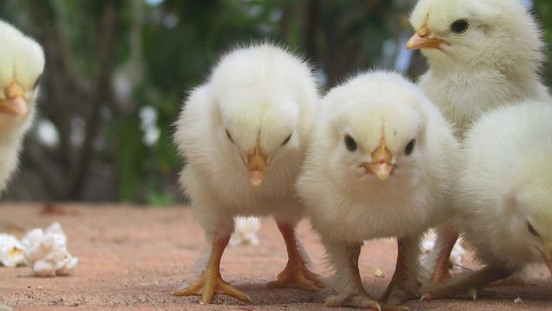 Marek Disease Market Is Growing With the Increasing Prevalence of Zoonotic Diseases