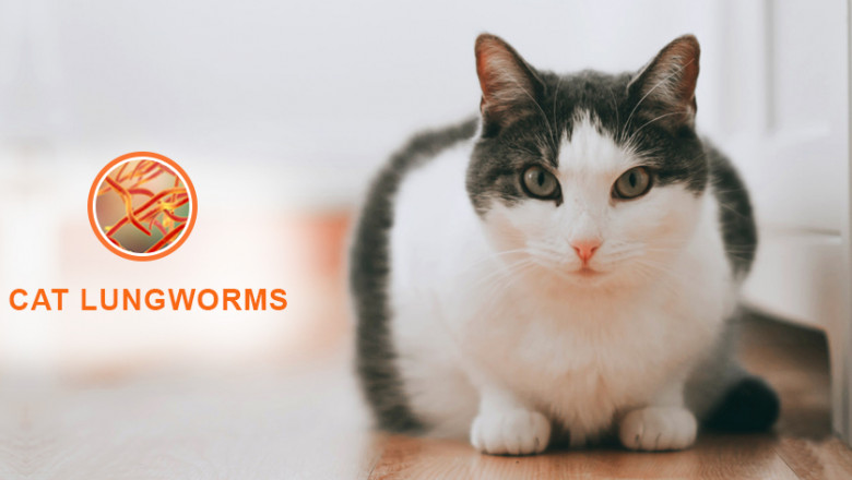 Cat Lungworms – Facts to Know from Symptoms to Prevention | DiscountPetCare