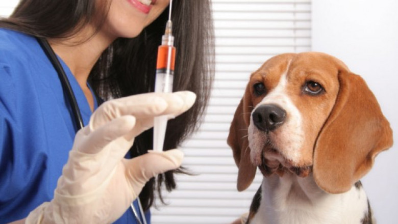 Veterinary Vaccines Market Growth, Trends, Competitive Analysis by Leading Players, Demand, Outlook by 2027 | Phibro Animal Health Corporation (US), Virbac (France), Zoetis (US