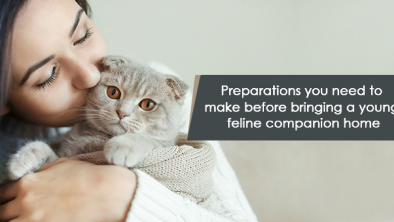 Preparations you need to make before bringing a young feline companion home
