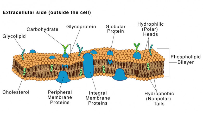 Zeolite Membrane Market Report | Global Forecast To 2028