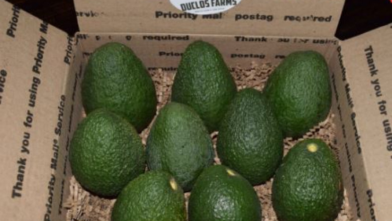 How to Shop for Avocado