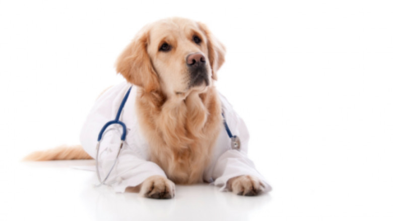 Veterinary Vaccines Market Share, Size, Expected CAGR, Future Investment to 2027