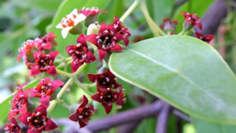 Plant Supplier in India