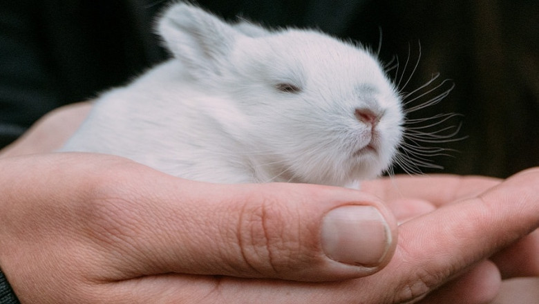 Bunny, Rabbit vet specialist Singapore