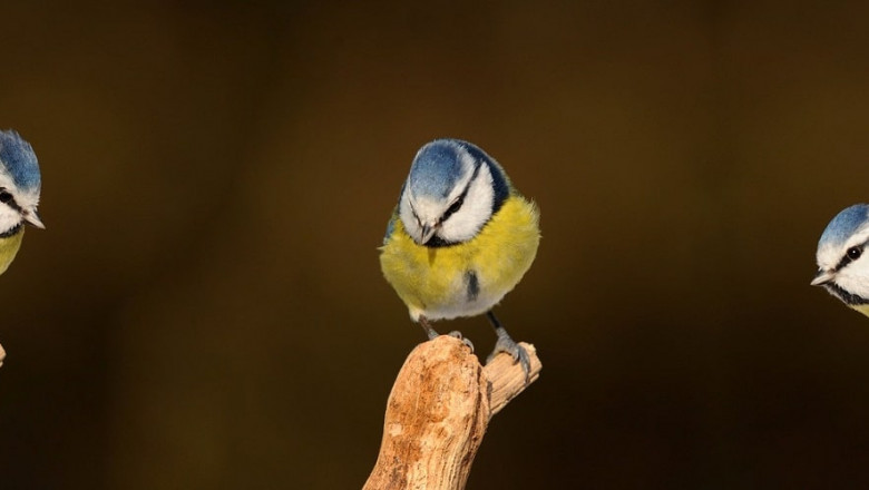Diagnostic clinic Pets Singapore - Birdvet Singapore