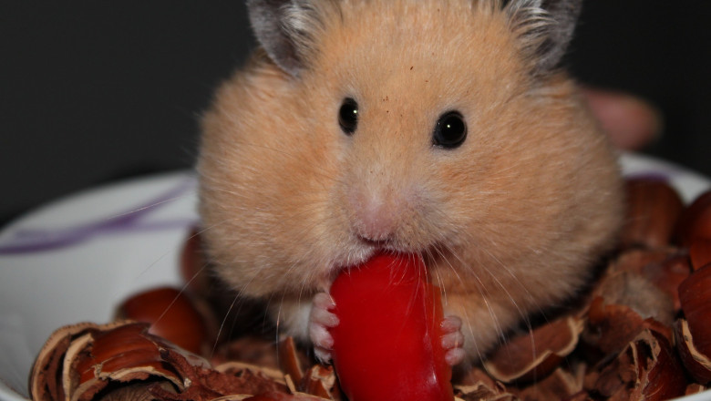 Hamster & Chinchilla vet specialist Singapore