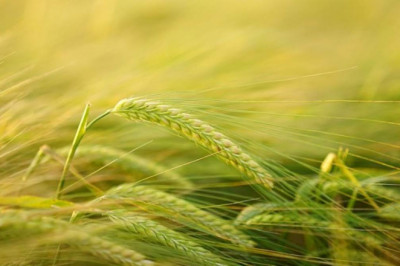 Agricultural Pheromones Market May See  Robust Growth by 2026