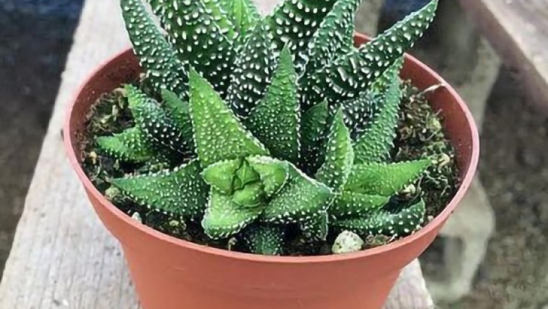 Buy Indoor Plants Online To Accentuate Your House