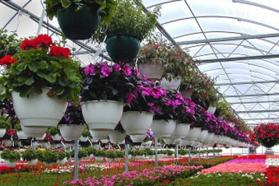 Global Floriculture Market Size, Share, Trend Analysis, Growth with Forecast 2026