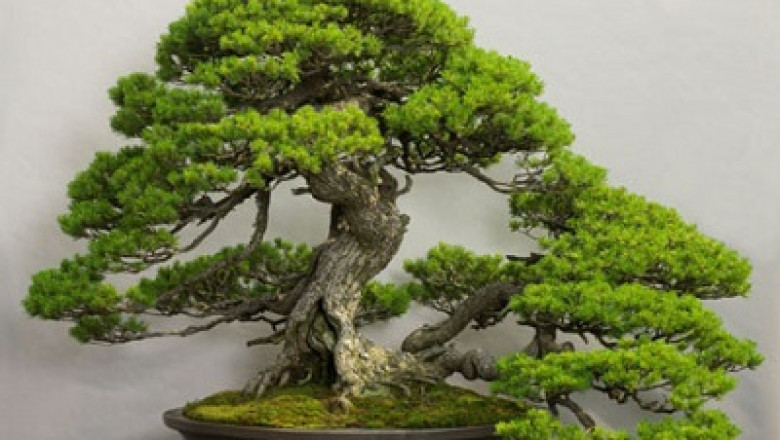 Japan Bonsai Market to be dominated by Indoor Bonsai till FY2027
