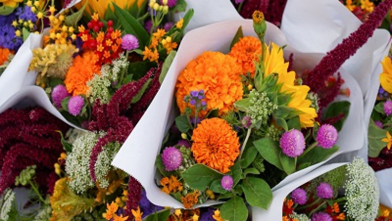 Kenya Floriculture Market Size Trend, Growth Share & Analysis 2026