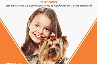 Sentinel Spectrum protection from flea and worms for upto 4 Kg dogs