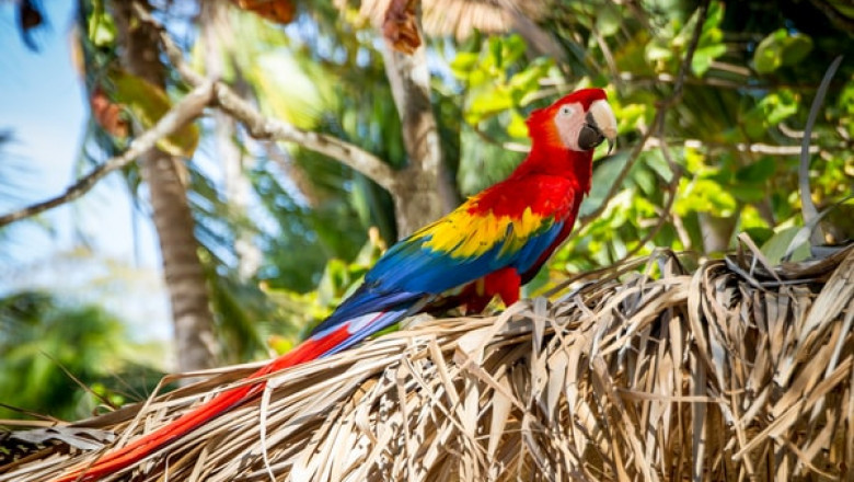 What Bird Supplies Should First Time Owners Have?