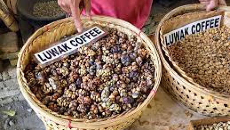 Why is kopi luwak coffee so expensive|coffeextraction