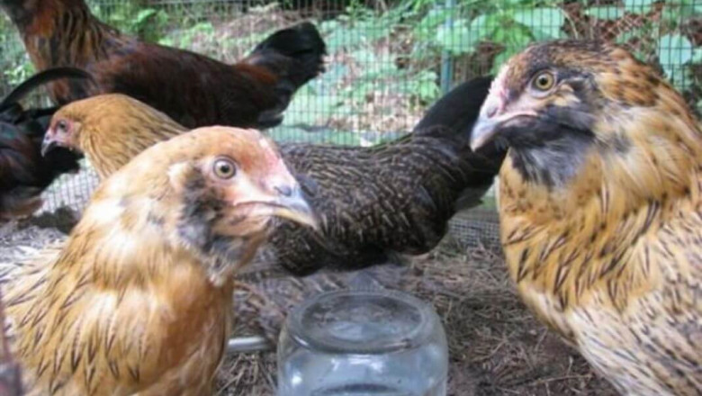 Everything You Need To Know About Ameraucana Chicken: Care Guide