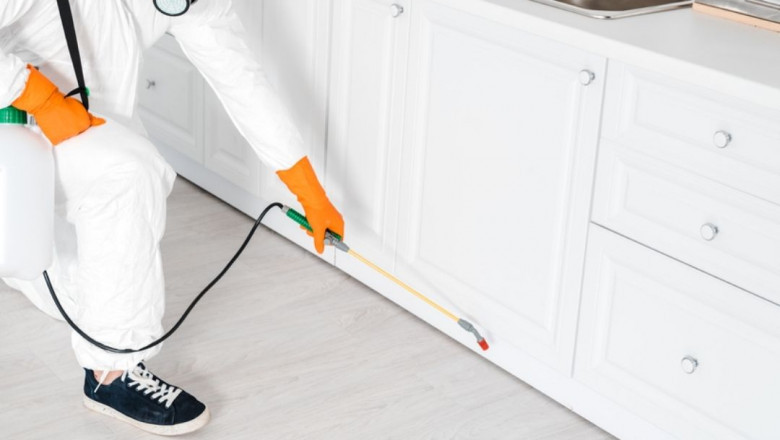 Pest Control Near Me