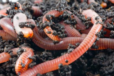 Earthworm farming has become increasingly popular because it improves soil texture, nutrient availability, and improves drainage