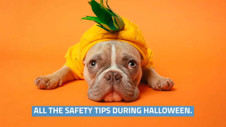 Halloween Pet Safety Tips for Pet Parents
