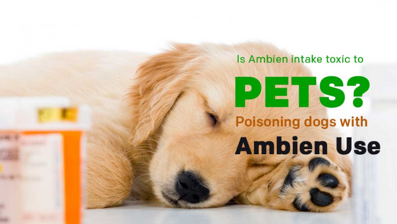 Is Ambien intake toxic to pets? Poisoning dogs with Ambien use