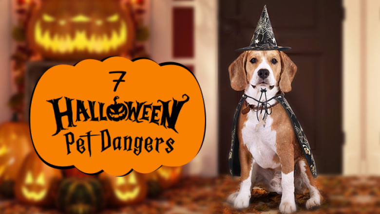 Top 7 Halloween Pet Dangers | DiscountPetCare