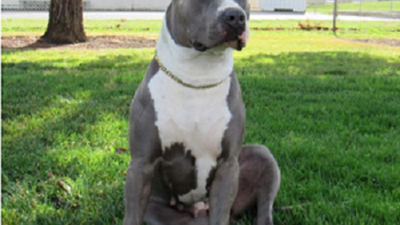 American Bully Puppies