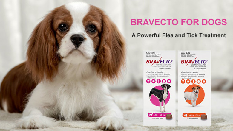 Bravecto For Dogs | A Powerful Flea and Tick Treatment | DiscountPetCare