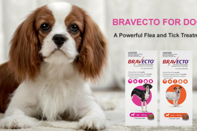 Bravecto For Dogs | A Powerful Flea and Tick Treatment | DiscountPetCare