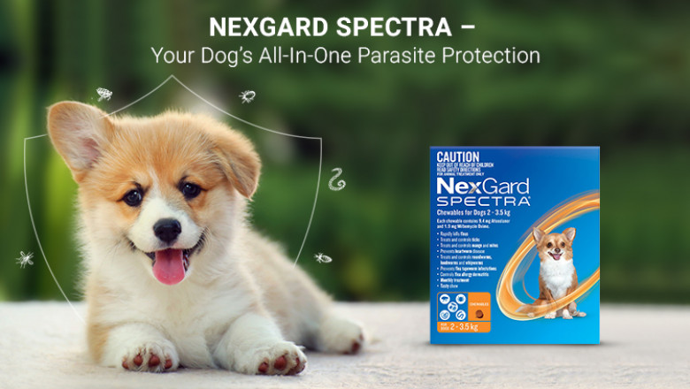 Nexgard Spectra | Your Dog's All-In-One Parasite Protection | DiscountPetCare