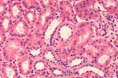 Histology and Cytology are medical branches that are important for diagnosing various diseases.