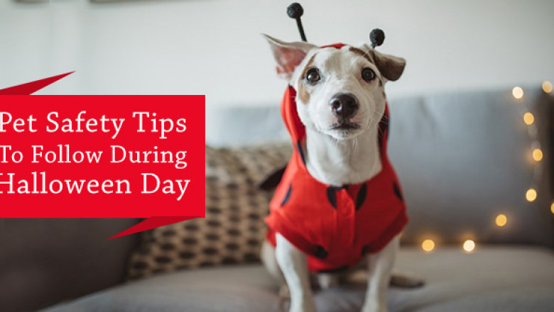 Pet Safety Tips To Follow During Halloween Day